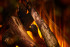 New Forest 1600 with Deluxe Real logs в Самаре
