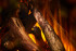 New Forest 870 with Deluxe Real logs в Самаре