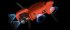 Квадрокоптер Autel Evo II Pro 6K + жесткий кейс в Самаре